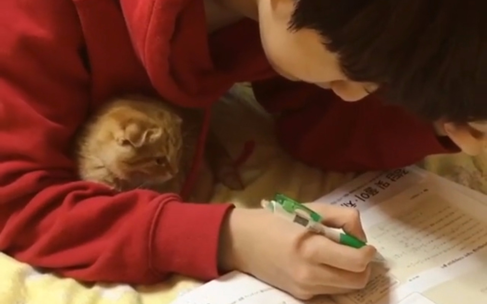 小哥哥,小橘猫,这一对简直萌翻